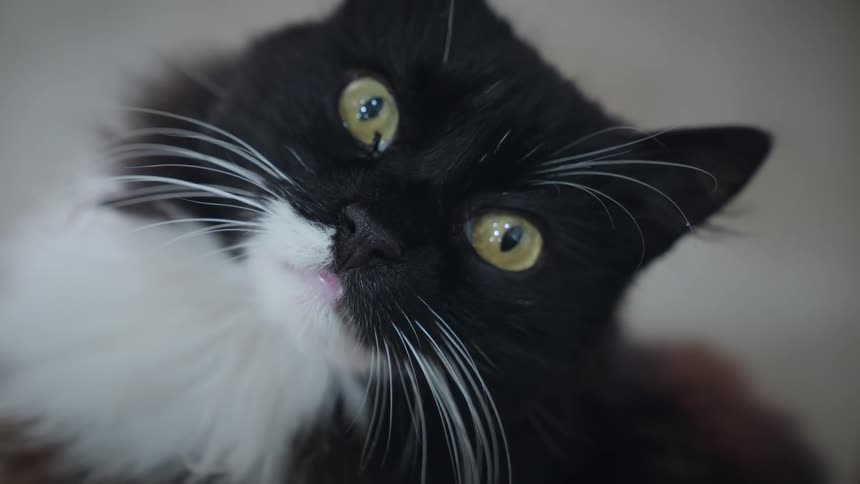 A cat is moving his head while sitting on the ground