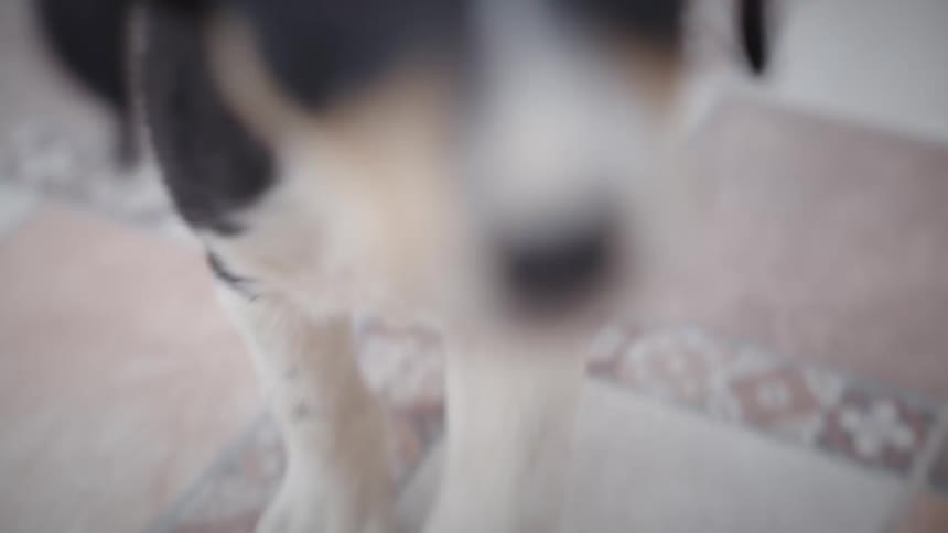 Small dog is walking outdoors and wagging its tail