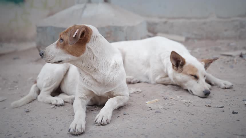 Two dogs are laying on the sand near a home