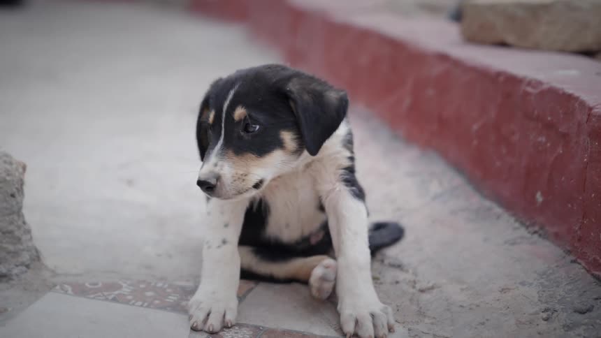 Close up of a puppy scratching its back