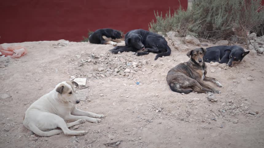 A group of dogs are laying outside on gravel during the daytime