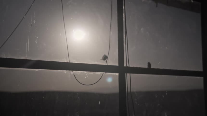 Small birds perched outdoors a window at evening