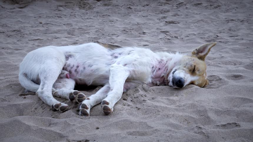 Dog laying on its side stretching and sleeping in the sand on a beach after sunset