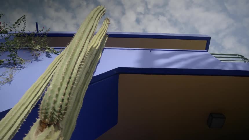 A cactus next to the blue walls of the majorelle garden in marrakesh