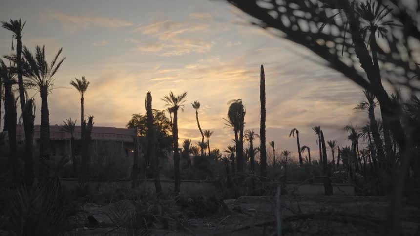 Silhouette of palm trees at dusk
