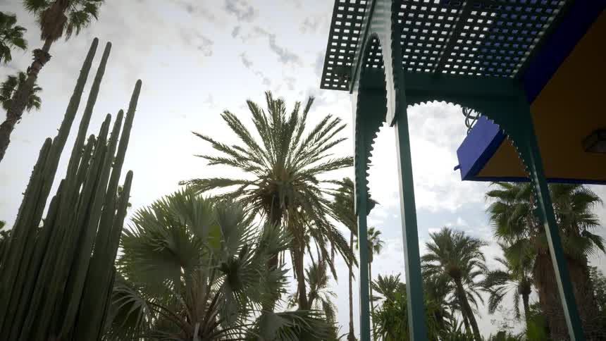 Palm trees outdoors near a building on a sunny day