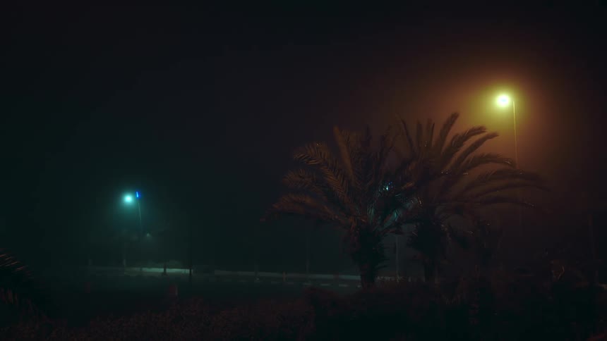 Silhouette of palm trees in front of streetlights at night