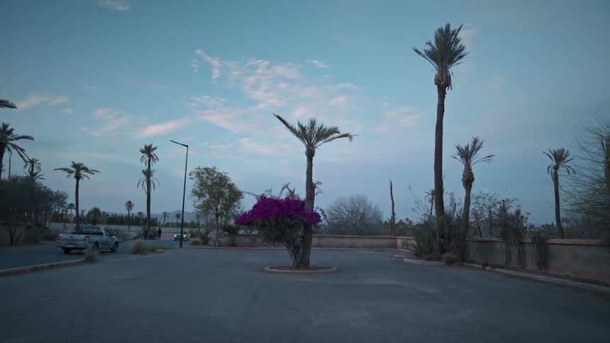 Palm trees planted on a parking lot under a blue sky