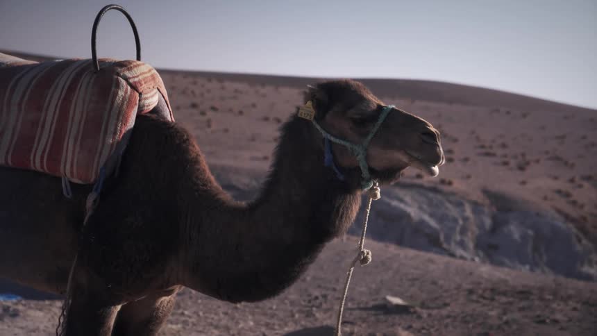 A camel standing in a desert