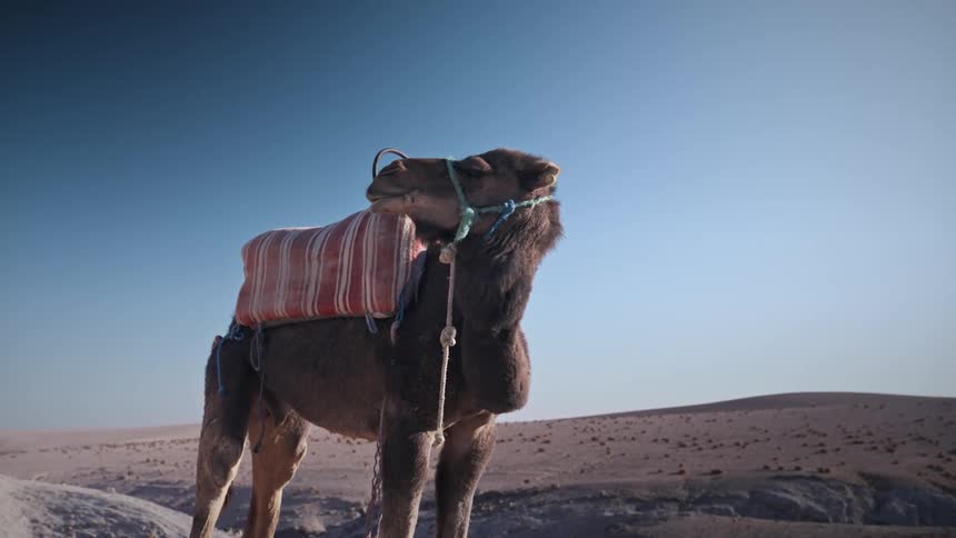 A camel is standing in the middle of a desert landscape