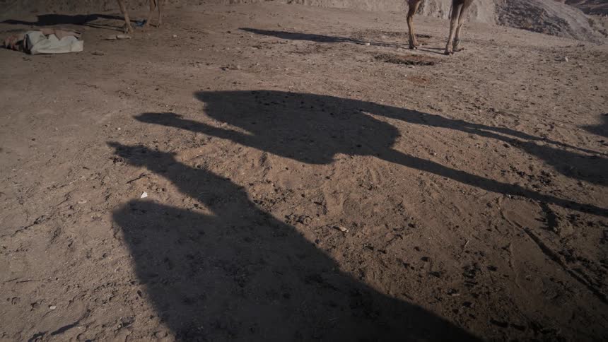 Shadow of camels on the sand of a hill
