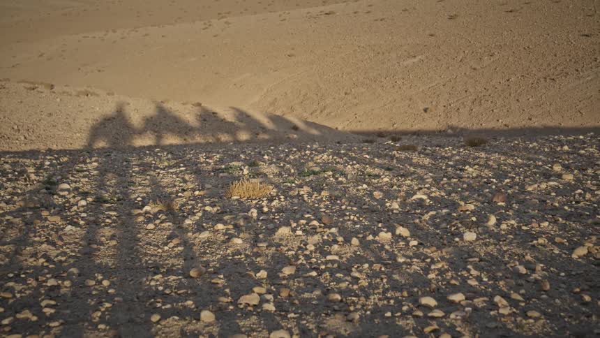 Camel - A row of camels moves across a desert