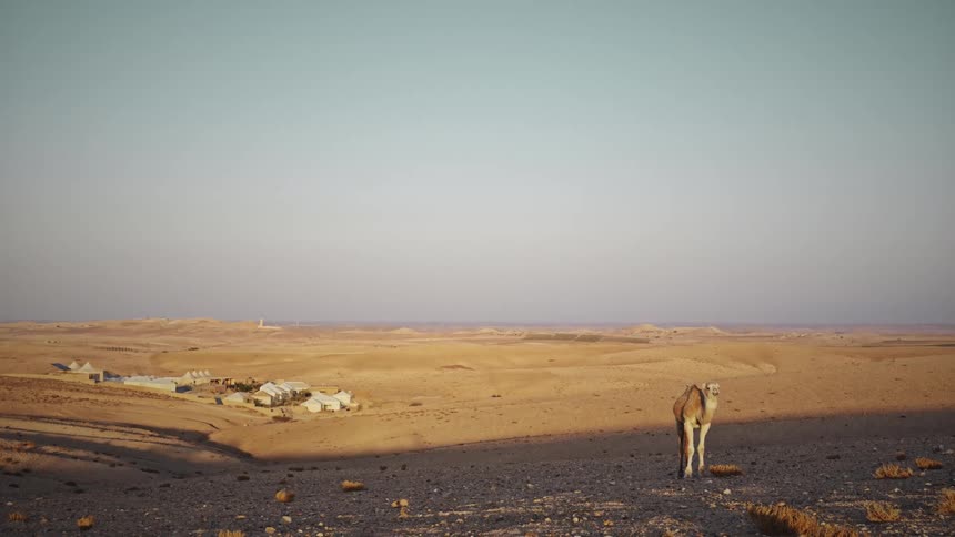 Camel standing on a hill in the desert place during the day