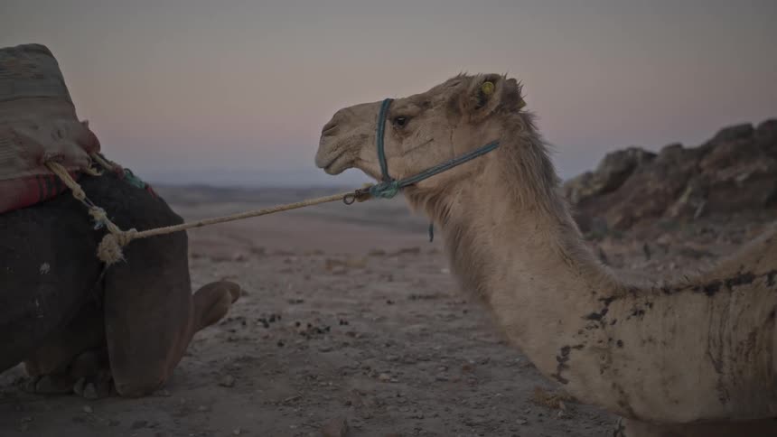A camel is sitting outdoors near rocks on a cloudy day