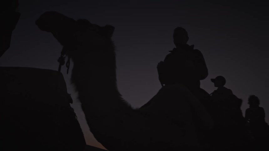 Camel - Silhouette of people riding camels in the desert at nightfall