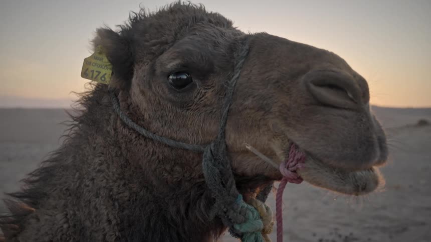 A camel is standing alone in the desert at sunset