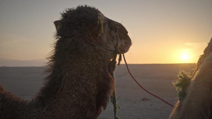 Tour camels standing in the desert with sunrise on the horizon