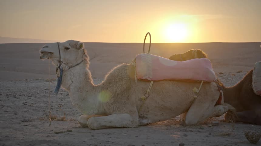 Two transport camels lying on a desert ground with the sun on the horizon
