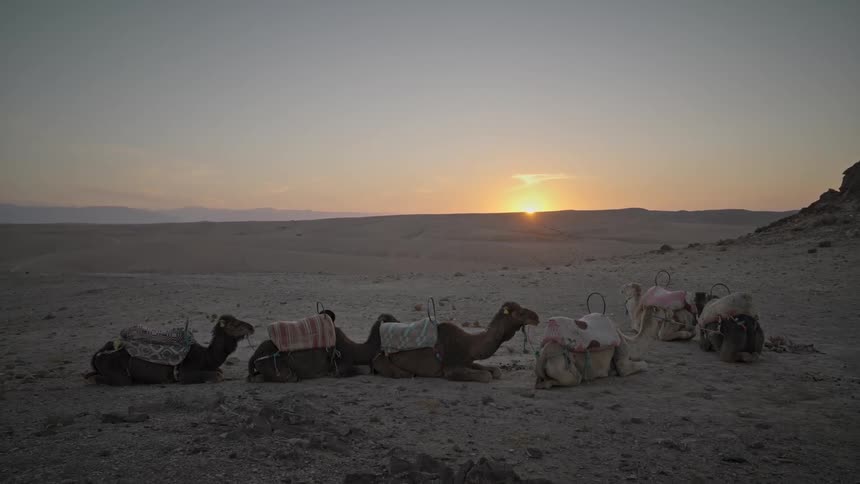 Three camels with packs lie down in a desert