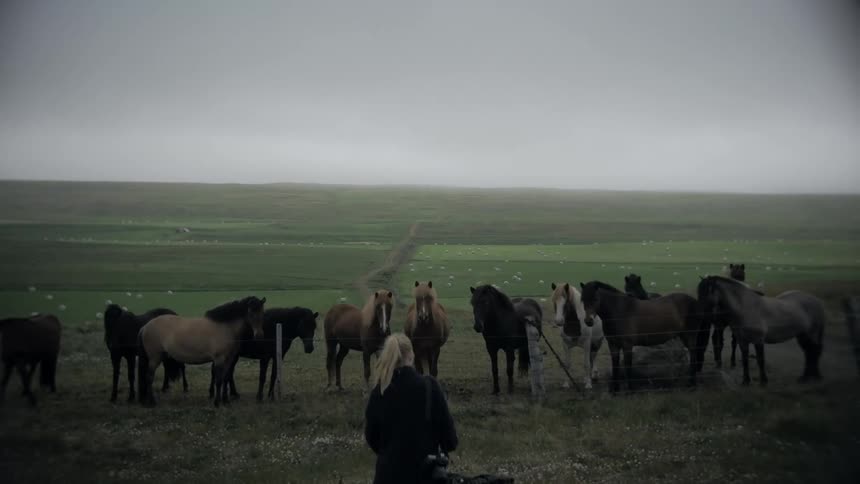 A clip of a female photographer walking towards a herd of horses