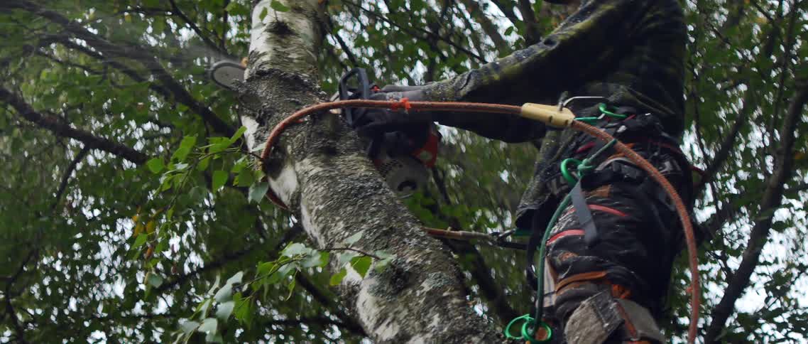 A person cutting a tree in the forest