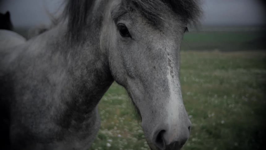 A persons hand petting horses in a field on a cloudy day