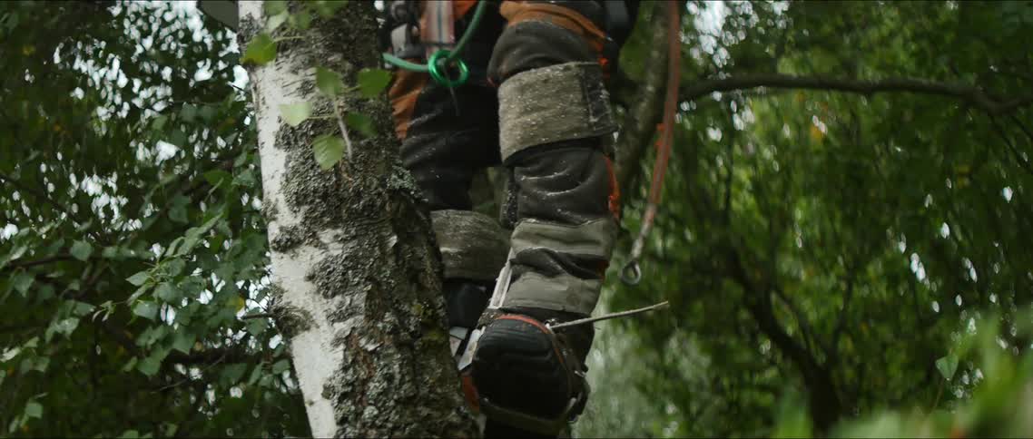 A clip of a person climbing down the tree