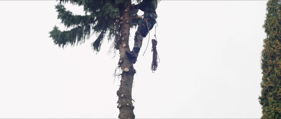 A landscaper prunes the branches of a tree with a chainsaw