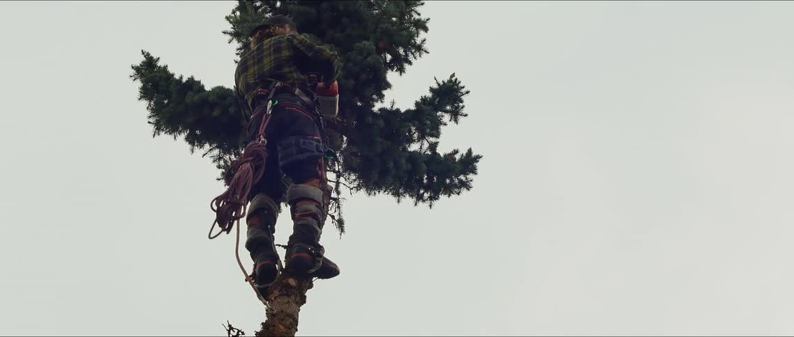 Man is cutting down tree branches with a saw