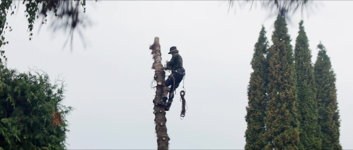 A tree is being cut down from a saw and falling to the ground