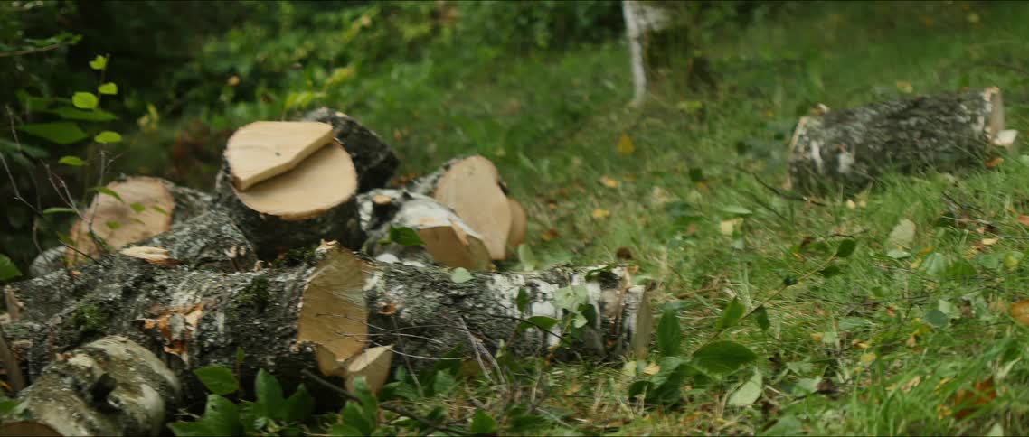 Sliced tree trunk falling on a lawn in the forest