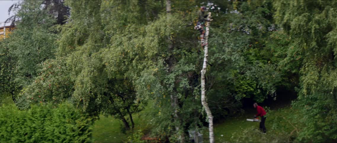 A man is cutting down tree branches during the daytime