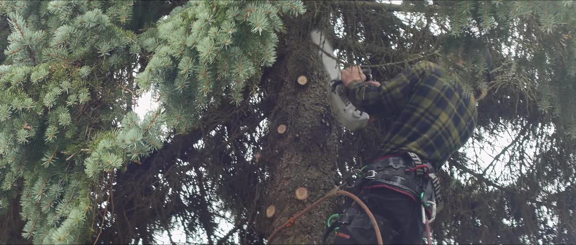 A man uses a chainsaw to trim a pine tree