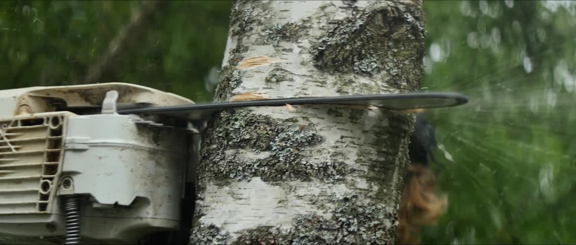 A person is cutting down a tree while using a saw at daytime