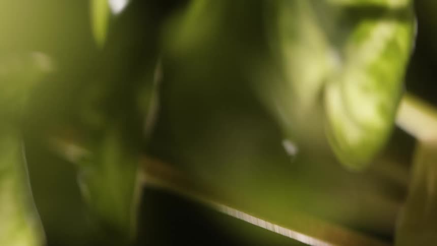 Camera moves through dramatically lit leaves