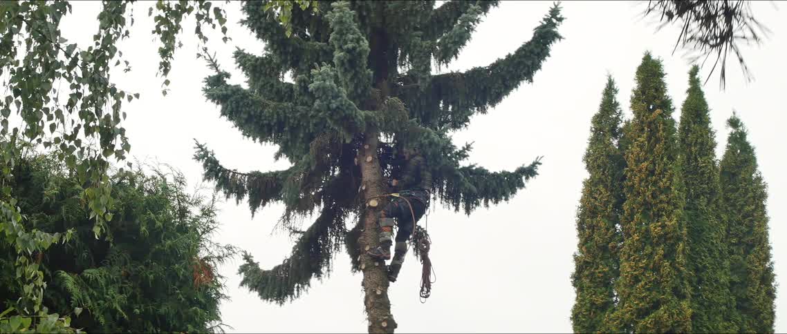 Man on a tree trunk cutting the branches