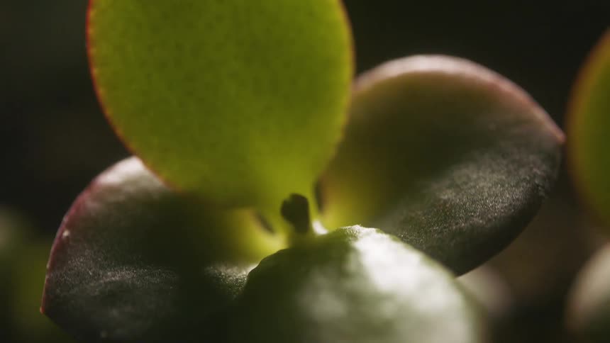 Sunlight is shining on the leaf petals of plants