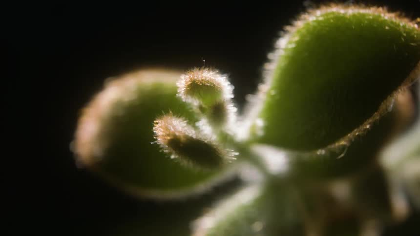 Light is shining on the stems and leaves of plants