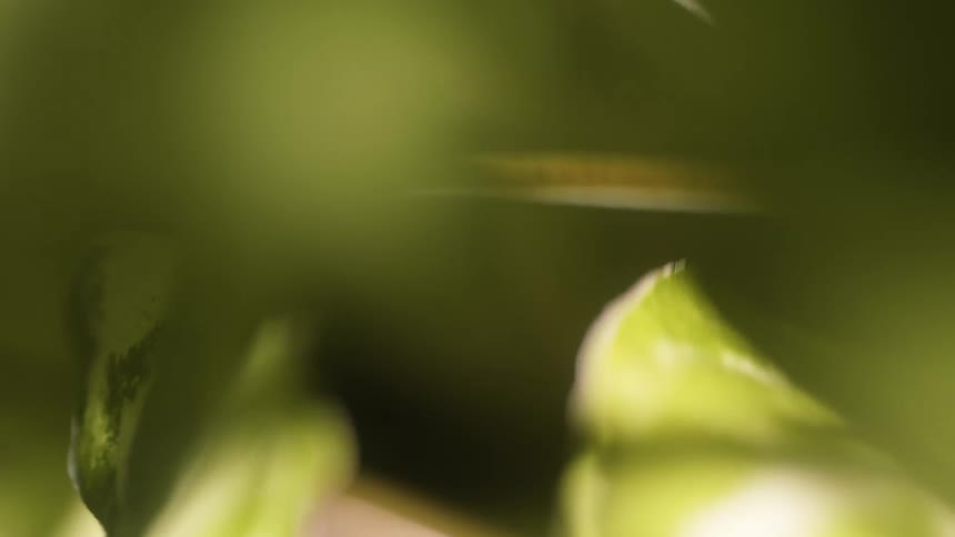 Microscopic view of sun shining on the leaves of plants