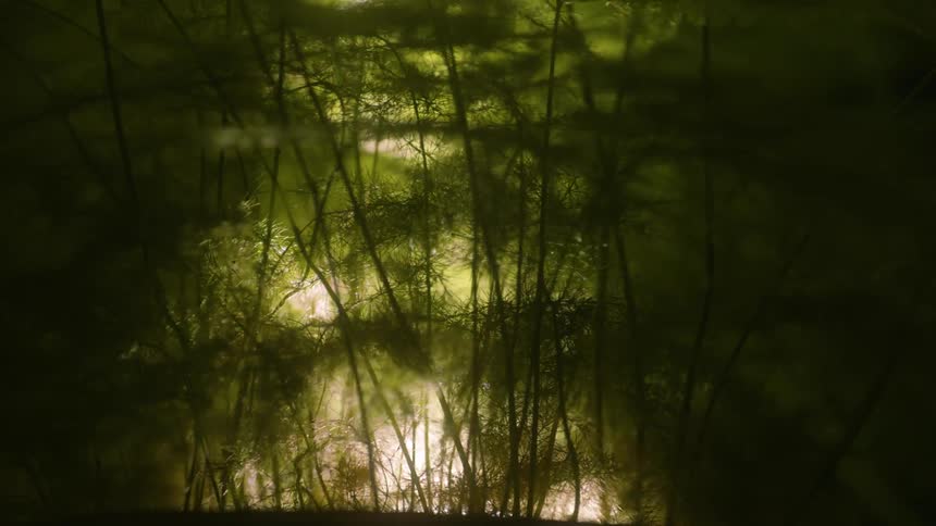 A plant with small stems that is in front of strong natural light