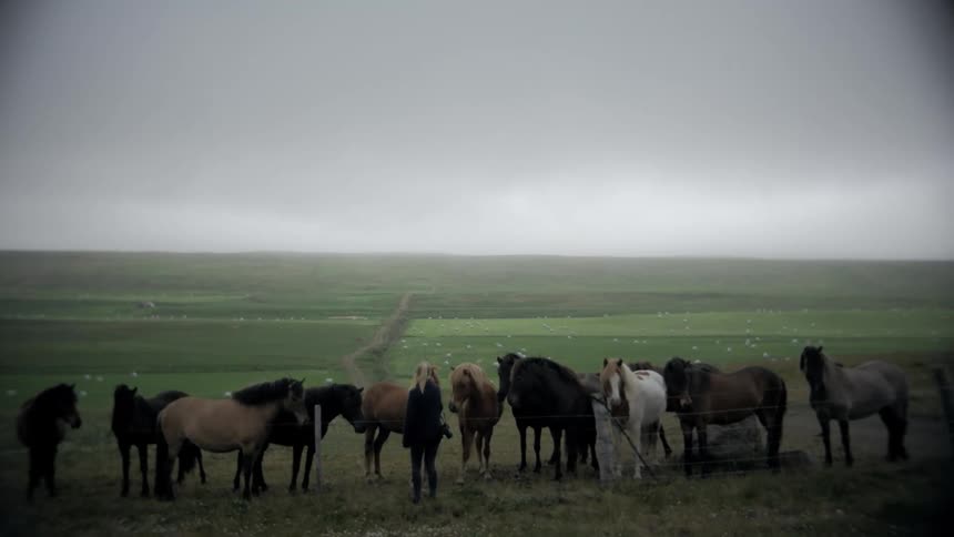 Multiple horses are standing together on grassland prairies