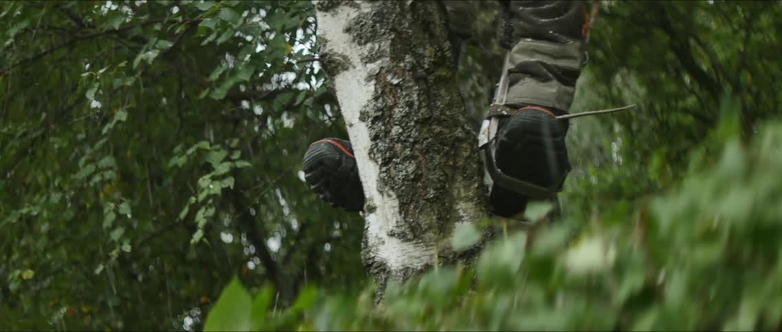 Legs of a person in a tree cutting
