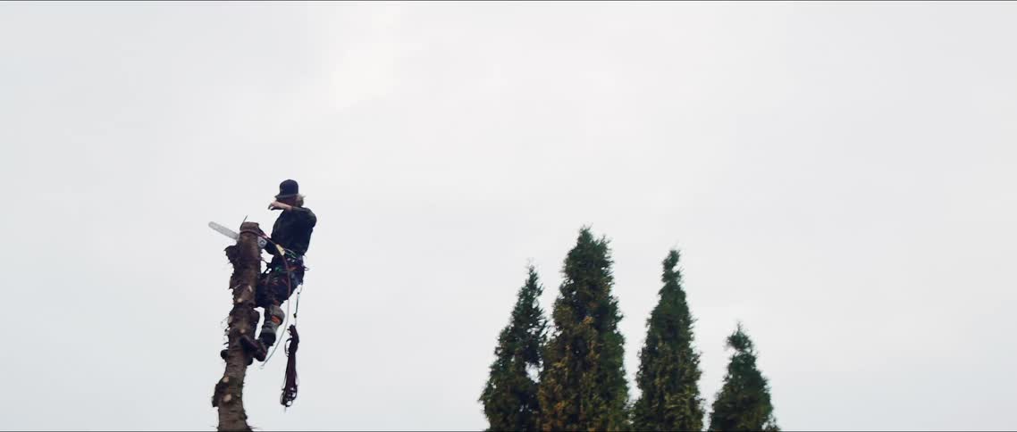 A lumberjack cutting the top of a tree with a chainsaw