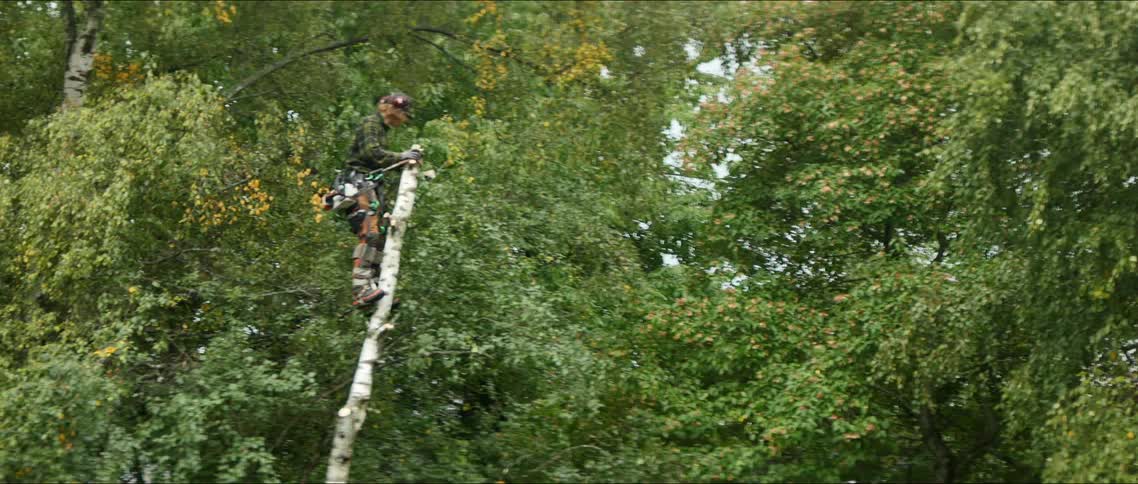 A man is cutting down tree branches in the forest