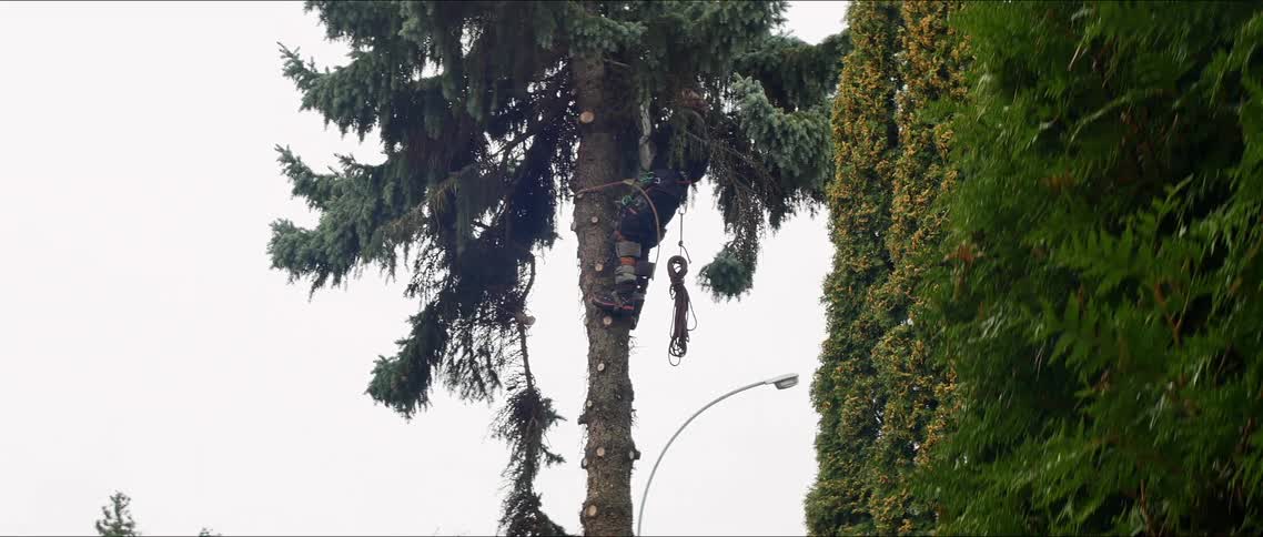 Landscapers trimming the branches of a tree in a backyard