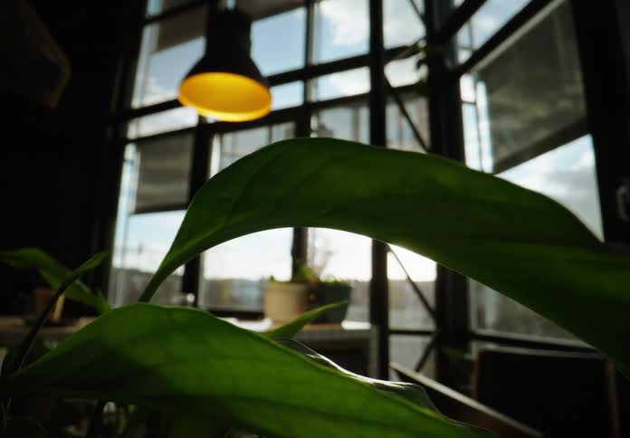 A plant with big leaves partially obscures an office