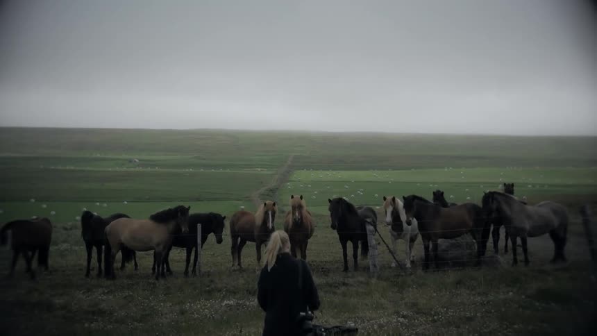 A blonde women walks over to a group of horses