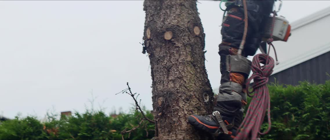 A landscaper climbing down from a tree