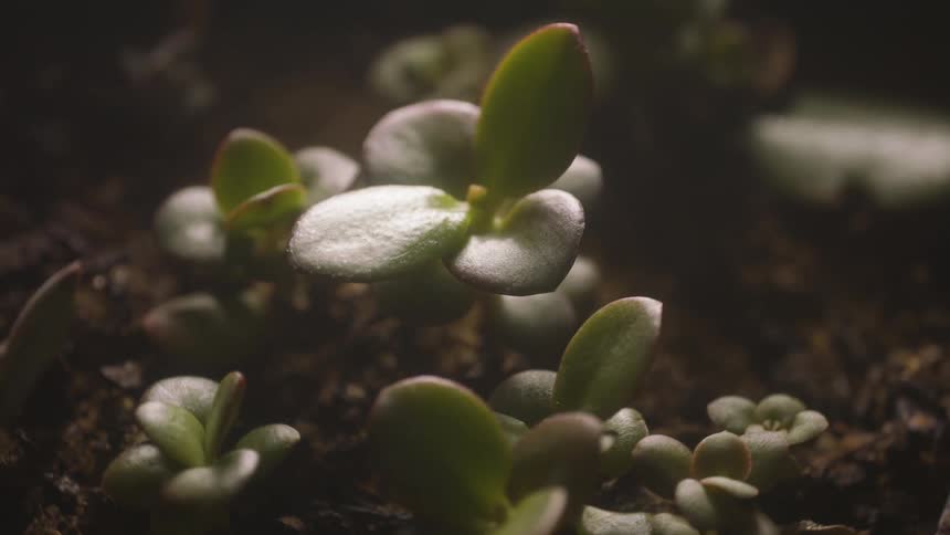 A closeup of a group of succulent plants growing in a pot