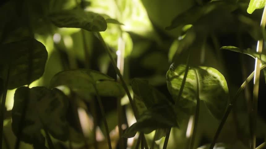 Botany of a plant with greenish stems and leaves with solar reflection on a black background
